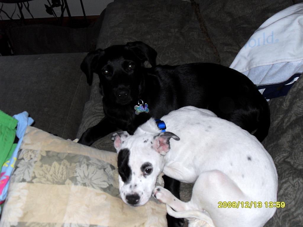 puppies 2 002.JPG